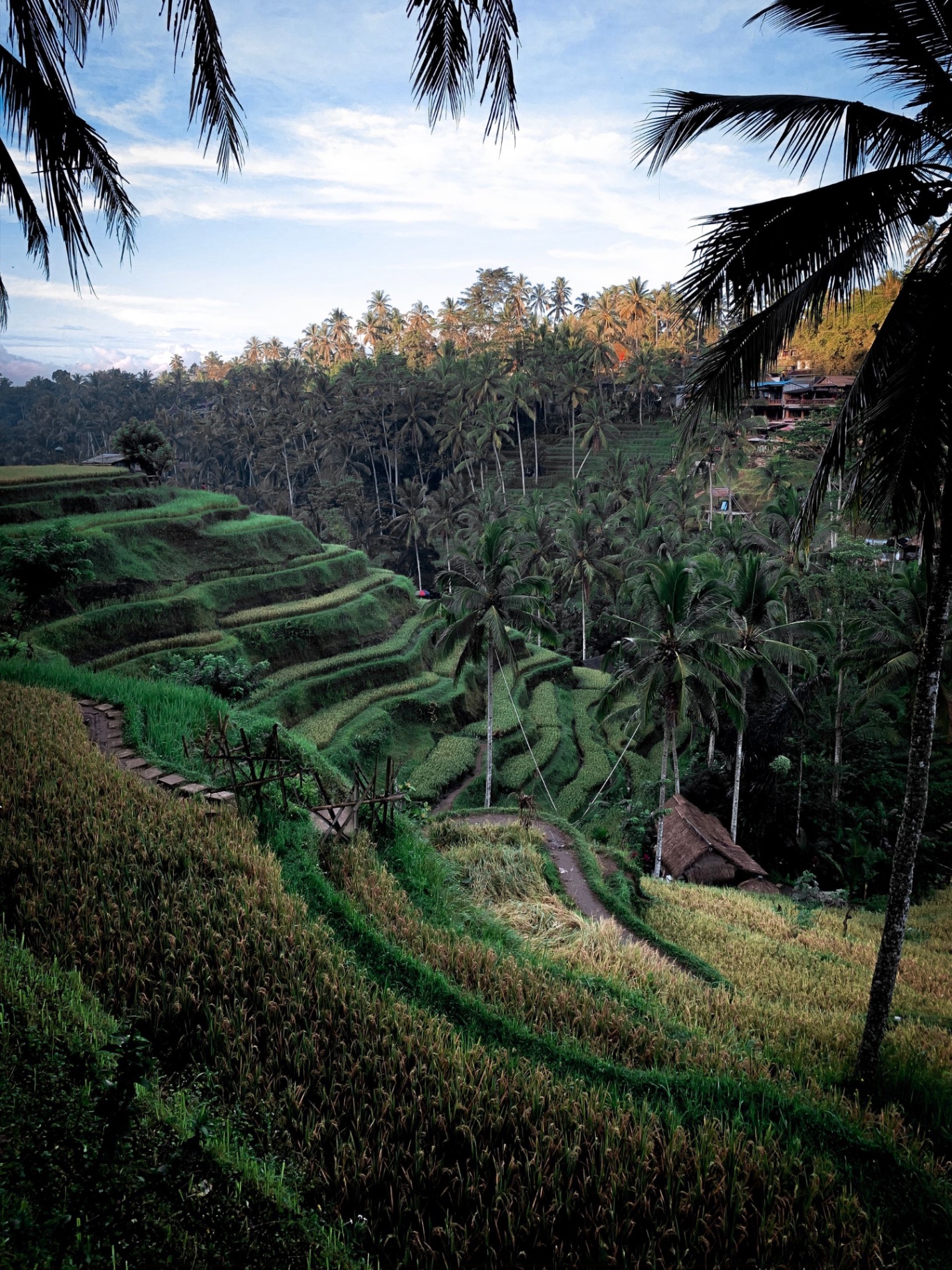 Rizières en terrasses de Tegalalang à Ubud, Bali, jungle de cocotiers