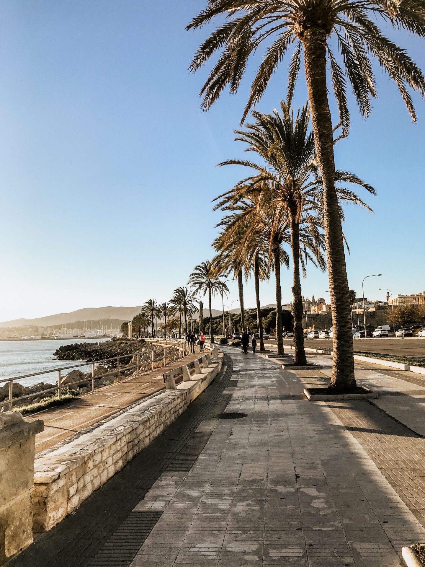 Promenade du front de mer de Palma de Majorque, palmiers et cathédrale au loin